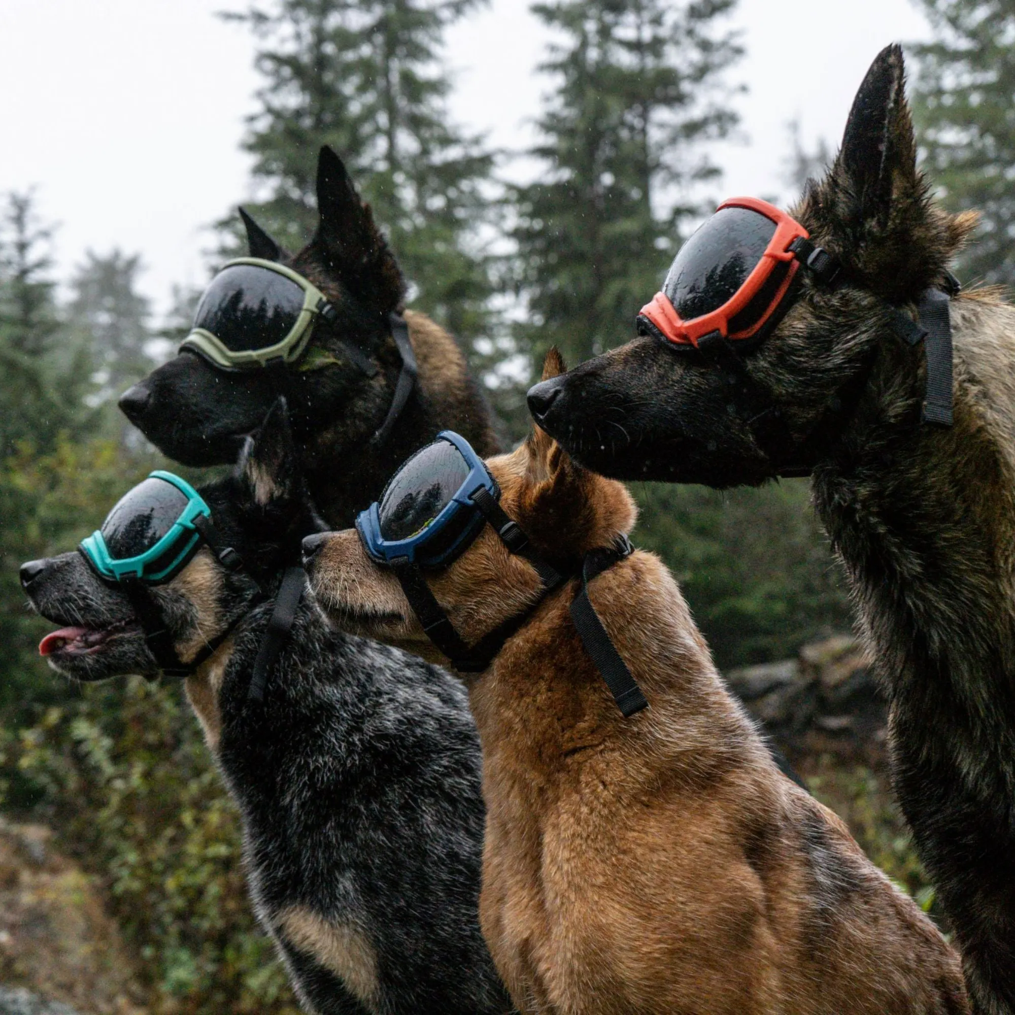 Rex Specs Dog Goggles V2