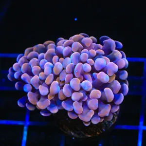 TSA Plum Hammer Coral